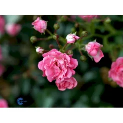 'The Fairy' Rosa X 'The Fairy' (Bunddækkerose) A-Kvalitet,- Barrods Roser Min. 3 Grene -GrønGlæde Salgsbutik fi4866 rosa pink fairy 8541