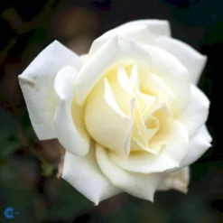 'Polarstern'® Rosa X 'Polarstern'® (Storblomstrende) A-Kvalitet,- Barrods Roser Min. 3 Grene -GrønGlæde Salgsbutik fi4886 rosa polarstern d9d7