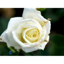 'Polarstern'® Rosa X 'Polarstern'® (Storblomstrende) A-Kvalitet,- Barrods Roser Min. 3 Grene -GrønGlæde Salgsbutik fi4886 rosa polarstern f035