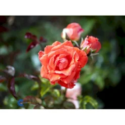 'Prinsesse Marie' Rosa X 'Prinsesse Marie' (Storblomstrende) A-Kvalitet,- Barrods Roser Min. 3 Grene -GrønGlæde Salgsbutik fi4911 rosa prinsesse marie 4bf8