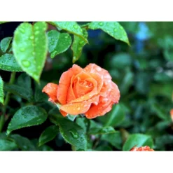 'Prinsesse Marie' Rosa X 'Prinsesse Marie' (Storblomstrende) A-Kvalitet,- Barrods Roser Min. 3 Grene -GrønGlæde Salgsbutik fi4911 rosa prinsesse marie 92ad