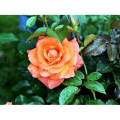 'Prinsesse Marie' Rosa X 'Prinsesse Marie' (Storblomstrende) A-Kvalitet,- Barrods Roser Min. 3 Grene -GrønGlæde Salgsbutik fi4911 rosa prinsesse marie c028