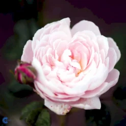 'Queen Of Sweden' Rosa X 'Queen Of Sweden' (Engelsk Rose) A-Kvalitet,- Barrods Roser Min. 3 Grene -GrønGlæde Salgsbutik fi4925 rosa queen of sweden austiger 3d27