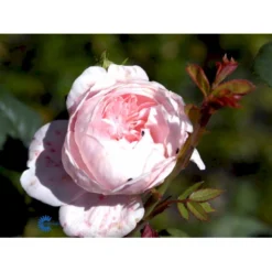 'Queen Of Sweden' Rosa X 'Queen Of Sweden' (Engelsk Rose) A-Kvalitet,- Barrods Roser Min. 3 Grene -GrønGlæde Salgsbutik fi4925 rosa queen of sweden austiger 4073