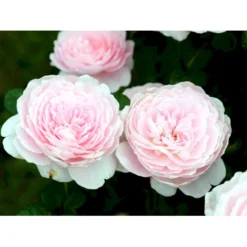 'Queen Of Sweden' Rosa X 'Queen Of Sweden' (Engelsk Rose) A-Kvalitet,- Barrods Roser Min. 3 Grene -GrønGlæde Salgsbutik fi4925 rosa queen of sweden austiger a04a