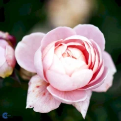 'Queen Of Sweden' Rosa X 'Queen Of Sweden' (Engelsk Rose) A-Kvalitet,- Barrods Roser Min. 3 Grene -GrønGlæde Salgsbutik fi4925 rosa queen of sweden austiger bea4