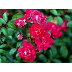 'Red Fairy' Rosa X 'Red Fairy' (Bunddækkerose) A-Kvalitet,- Barrods Roser Min. 3 Grene -GrønGlæde Salgsbutik fi4944 rosa red fairy 94ff