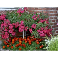 'Red Fairy' Rosa X 'Red Fairy' (Bunddækkerose) A-Kvalitet,- Barrods Roser Min. 3 Grene -GrønGlæde Salgsbutik fi4944 rosa red fairy a0be