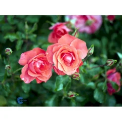 'Riberhus'™ Rosa X 'Riberhus'™ (Buketrose) A-Kvalitet,- Barrods Roser Min. 3 Grene -GrønGlæde Salgsbutik fi4966 rosa riberhus poulriber n 701c