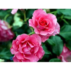 'Romanze'® Rosa X 'Romanze'® (Buketrose) A-Kvalitet,- Barrods Roser Min. 3 Grene -GrønGlæde Salgsbutik fi4976 rosa romanze 2136