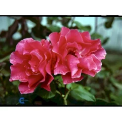 'Romanze'® Rosa X 'Romanze'® (Buketrose) A-Kvalitet,- Barrods Roser Min. 3 Grene -GrønGlæde Salgsbutik fi4976 rosa romanze d356