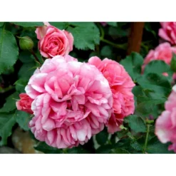 'Rosarium Uetersen'® Rosa X 'Rosarium Uetersen'® (Slyngrose) A-Kvalitet,- Barrods Roser Min. 3 Grene -GrønGlæde Salgsbutik fi4983 rosa rosarium uetersen 18e0