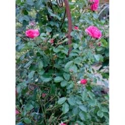 'Rosarium Uetersen'® Rosa X 'Rosarium Uetersen'® (Slyngrose) A-Kvalitet,- Barrods Roser Min. 3 Grene -GrønGlæde Salgsbutik fi4983 rosa rosarium uetersen 631a