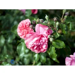 'Rosarium Uetersen'® Rosa X 'Rosarium Uetersen'® (Slyngrose) A-Kvalitet,- Barrods Roser Min. 3 Grene -GrønGlæde Salgsbutik fi4983 rosa rosarium uetersen 7b0c