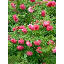'Rosarium Uetersen'® Rosa X 'Rosarium Uetersen'® (Slyngrose) A-Kvalitet,- Barrods Roser Min. 3 Grene -GrønGlæde Salgsbutik fi4983 rosa rosarium uetersen bd7c