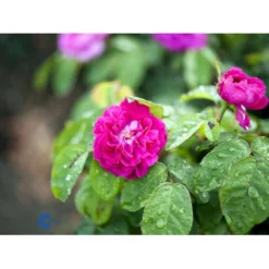 'Rose De Rescht' Rosa Bifera 'Rose De Rescht' (Damascenerrose) A-Kvalitet,- Barrods Roser Min. 3 Grene -GrønGlæde Salgsbutik fi4985 rosa rose de rescht 8a39