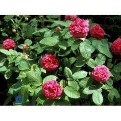 'Rose De Rescht' Rosa Bifera 'Rose De Rescht' (Damascenerrose) A-Kvalitet,- Barrods Roser Min. 3 Grene -GrønGlæde Salgsbutik fi4985 rosa rose de rescht 9b99