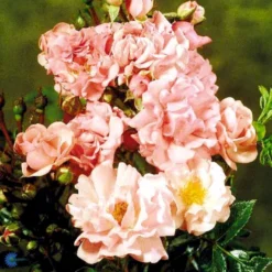 'Rosenholm'™ Rosa X 'Rosenholm'™ (Slyngrose) A-Kvalitet,- Barrods Roser Min. 3 Grene -GrønGlæde Salgsbutik fi4998 rosa rosenholm poulover n 84a7
