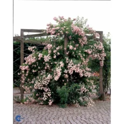 'Rosenholm'™ Rosa X 'Rosenholm'™ (Slyngrose) A-Kvalitet,- Barrods Roser Min. 3 Grene -GrønGlæde Salgsbutik fi4998 rosa rosenholm poulover n b20a