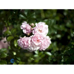 'Rosenholm'™ Rosa X 'Rosenholm'™ (Slyngrose) A-Kvalitet,- Barrods Roser Min. 3 Grene -GrønGlæde Salgsbutik fi4998 rosa rosenholm poulover n f983
