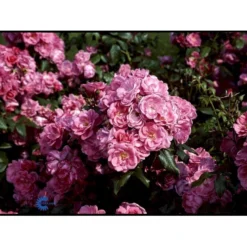 'Rosy Border'® Rosa X 'Rosy Border'® (Bunddækkerose) A-Kvalitet,- Barrods Roser Min. 3 Grene -GrønGlæde Salgsbutik fi5002 rosa rosy border pouloesy n 8146