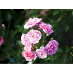 'Rosy Border'® Rosa X 'Rosy Border'® (Bunddækkerose) A-Kvalitet,- Barrods Roser Min. 3 Grene -GrønGlæde Salgsbutik fi5002 rosa rosy border pouloesy n f158
