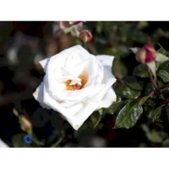 'Royal Copenhagen'™ Rosa X 'Royal Copenhagen'™ (Storblomstrende) A-Kvalitet,- Barrods Roser Min. 3 Grene -GrønGlæde Salgsbutik fi5012 rosa royal copenhagen poulht001 n 9790