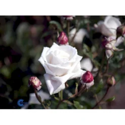 'Royal Copenhagen'™ Rosa X 'Royal Copenhagen'™ (Storblomstrende) A-Kvalitet,- Barrods Roser Min. 3 Grene -GrønGlæde Salgsbutik fi5012 rosa royal copenhagen poulht001 n c60e