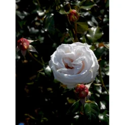 'Royal Copenhagen'™ Rosa X 'Royal Copenhagen'™ (Storblomstrende) A-Kvalitet,- Barrods Roser Min. 3 Grene -GrønGlæde Salgsbutik fi5012 rosa royal copenhagen poulht001 n d76e