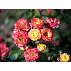'Rumba' Rosa X 'Rumba' (Buketrose) A-Kvalitet,- Barrods Roser Min. 3 Grene -GrønGlæde Salgsbutik fi5026 rosa rumba 50a6