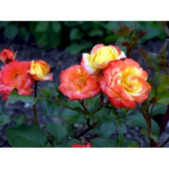 'Rumba' Rosa X 'Rumba' (Buketrose) A-Kvalitet,- Barrods Roser Min. 3 Grene -GrønGlæde Salgsbutik fi5026 rosa rumba b775