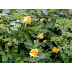 'Sahara'® Rosa X 'Sahara'® A-Kvalitet,- Barrods Roser Min. 3 Grene -GrønGlæde Salgsbutik fi5032 rosa sahara 717a