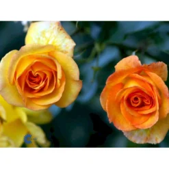 'Sahara'® Rosa X 'Sahara'® A-Kvalitet,- Barrods Roser Min. 3 Grene -GrønGlæde Salgsbutik fi5032 rosa sahara 744d