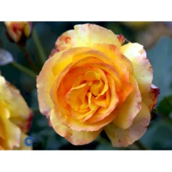 'Sahara'® Rosa X 'Sahara'® A-Kvalitet,- Barrods Roser Min. 3 Grene -GrønGlæde Salgsbutik fi5032 rosa sahara b8e4