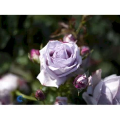'Sandra™ Renaissance'® Rosa X 'Sandra™ Renaissance'® (Renaissancerose) A-Kvalitet,- Barrods Roser Min. 3 Grene -GrønGlæde Salgsbutik fi5043 rosa sandra poulen005 n 71f3