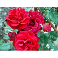 'Santana'® Rosa X 'Santana'® (Slyngrose) A-Kvalitet,- Barrods Roser Min. 3 Grene -GrønGlæde Salgsbutik fi5045 rosa santana 60ec