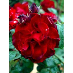 'Santana'® Rosa X 'Santana'® (Slyngrose) A-Kvalitet,- Barrods Roser Min. 3 Grene -GrønGlæde Salgsbutik fi5045 rosa santana d9cb