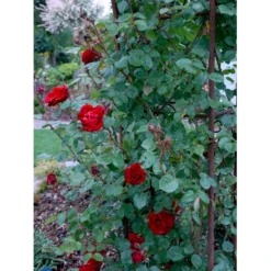 'Santana'® Rosa X 'Santana'® (Slyngrose) A-Kvalitet,- Barrods Roser Min. 3 Grene -GrønGlæde Salgsbutik fi5045 rosa santana e854