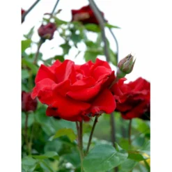 'Santana'® Rosa X 'Santana'® (Slyngrose) A-Kvalitet,- Barrods Roser Min. 3 Grene -GrønGlæde Salgsbutik fi5045 rosa santana ff7c