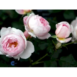 'Scepter'd Isle'™ Rosa X 'Scepter'd Isle'™ (Engelsk Rose) A-Kvalitet,- Barrods Roser Min. 3 Grene -GrønGlæde Salgsbutik fi5058 rosa scepter d isle ausland 7711