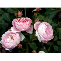 'Scepter'd Isle'™ Rosa X 'Scepter'd Isle'™ (Engelsk Rose) A-Kvalitet,- Barrods Roser Min. 3 Grene -GrønGlæde Salgsbutik fi5058 rosa scepter d isle ausland 9759