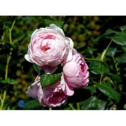 'Scepter'd Isle'™ Rosa X 'Scepter'd Isle'™ (Engelsk Rose) A-Kvalitet,- Barrods Roser Min. 3 Grene -GrønGlæde Salgsbutik fi5058 rosa scepter d isle ausland a3cc