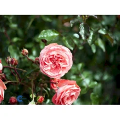 'Schackenborg'™ Rosa X 'Schackenborg'™ (Slotsrose) A-Kvalitet,- Barrods Roser Min. 3 Grene -GrønGlæde Salgsbutik fi5059 rosa schackenborg pouldron n 41b7