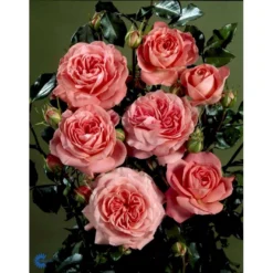 'Schackenborg'™ Rosa X 'Schackenborg'™ (Slotsrose) A-Kvalitet,- Barrods Roser Min. 3 Grene -GrønGlæde Salgsbutik fi5059 rosa schackenborg pouldron n bd5d