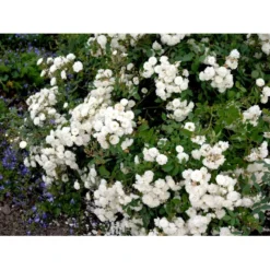 'Schneeflocke' Rosa X 'Schneeflocke' (Buketrose) A-Kvalitet,- Barrods Roser Min. 3 Grene -GrønGlæde Salgsbutik fi5064 rosa schneeflocke 0400