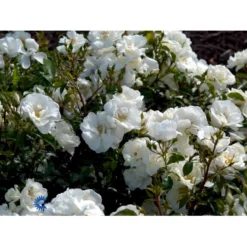 'Schneeflocke' Rosa X 'Schneeflocke' (Buketrose) A-Kvalitet,- Barrods Roser Min. 3 Grene -GrønGlæde Salgsbutik fi5064 rosa schneeflocke 572b