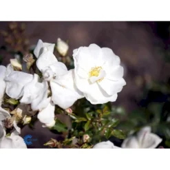 'Schneeflocke' Rosa X 'Schneeflocke' (Buketrose) A-Kvalitet,- Barrods Roser Min. 3 Grene -GrønGlæde Salgsbutik fi5064 rosa schneeflocke fa41