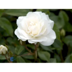 'Schneewittchen'® Rosa X 'Schneewittchen'® (Buketrose) A-Kvalitet,- Barrods Roser Min. 3 Grene -GrønGlæde Salgsbutik fi5066 rosa schneewittchen 087a