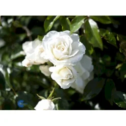 'Schneewittchen'® Rosa X 'Schneewittchen'® (Buketrose) A-Kvalitet,- Barrods Roser Min. 3 Grene -GrønGlæde Salgsbutik fi5066 rosa schneewittchen 3fe7