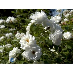 'Schneewittchen'® Rosa X 'Schneewittchen'® (Buketrose) A-Kvalitet,- Barrods Roser Min. 3 Grene -GrønGlæde Salgsbutik fi5066 rosa schneewittchen 4724